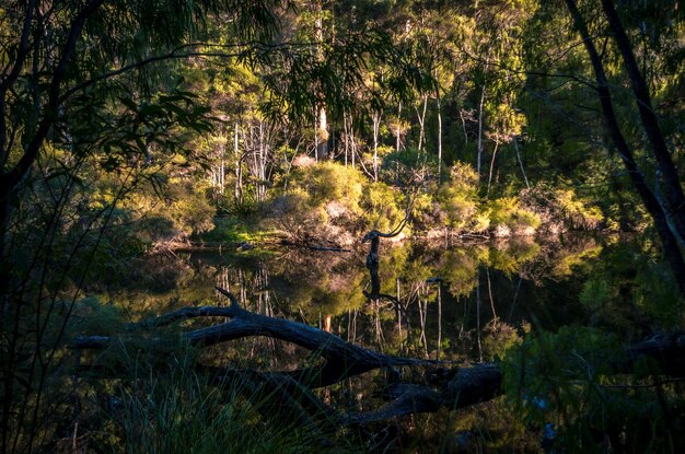 Photo trees in sunlight