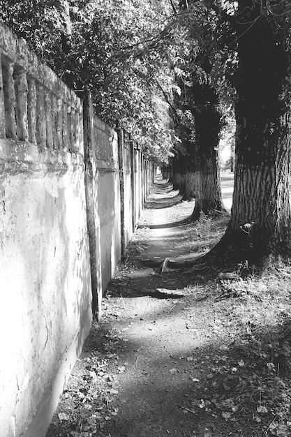 Photo trees in sunlight