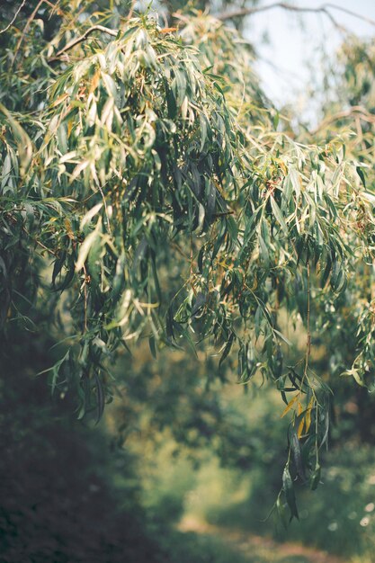 Photo trees on sunny day