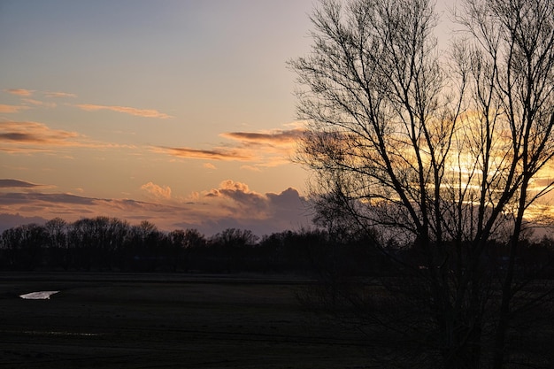 ツィングストのボーデンの前の牧草地にある夕日の木々