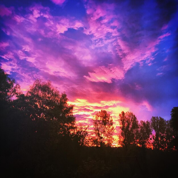 Photo trees at sunset