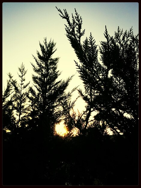 Foto alberi e tramonto