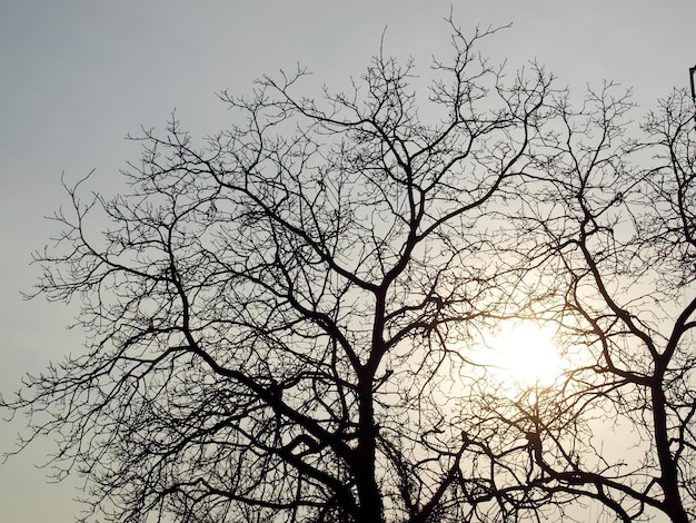 Alberi al tramonto