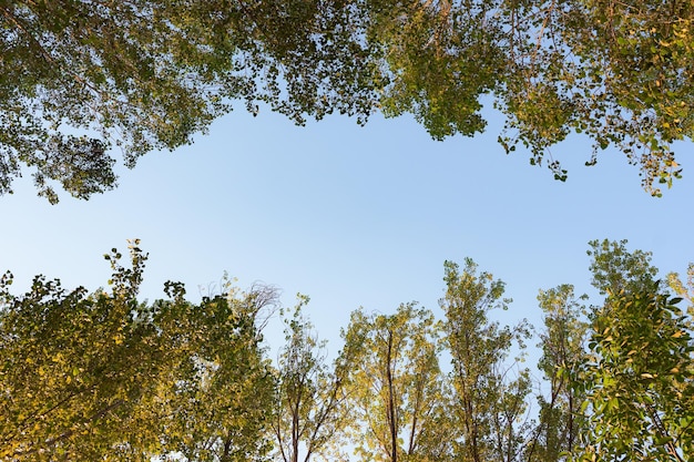 Photo trees surrounding the blue sky copy space