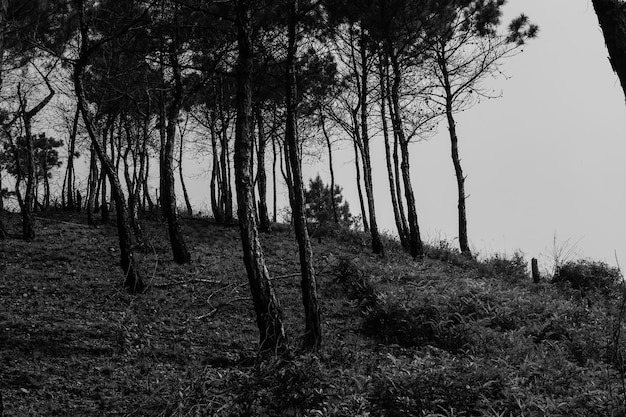 Foto gli alberi che si oscillano contro il cielo