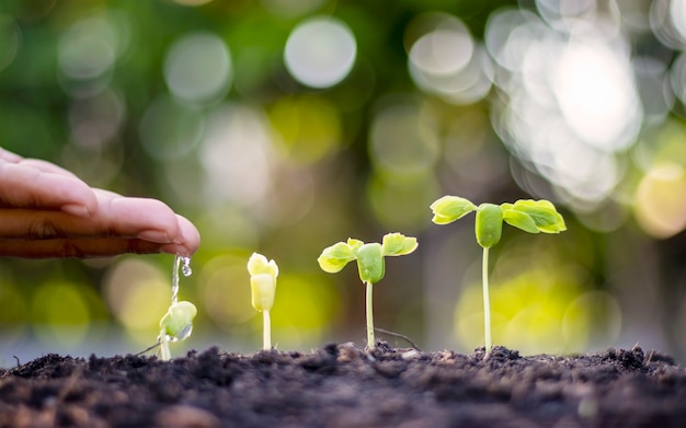 Alberi che crescono su un terreno fertile