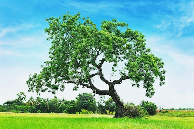 Foto alberi che crescono su alte colline sullo sfondo del cielo