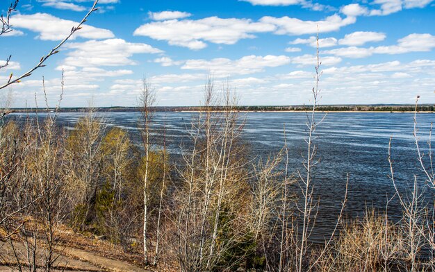 Trees that open their leaves in spring, on the bank of the Volga.