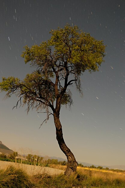 Trees in their natural environment in the middle of nature