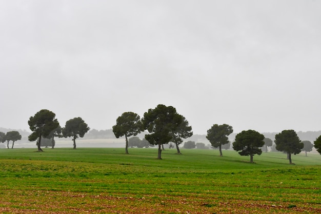 Trees in their natural environment in the middle of nature