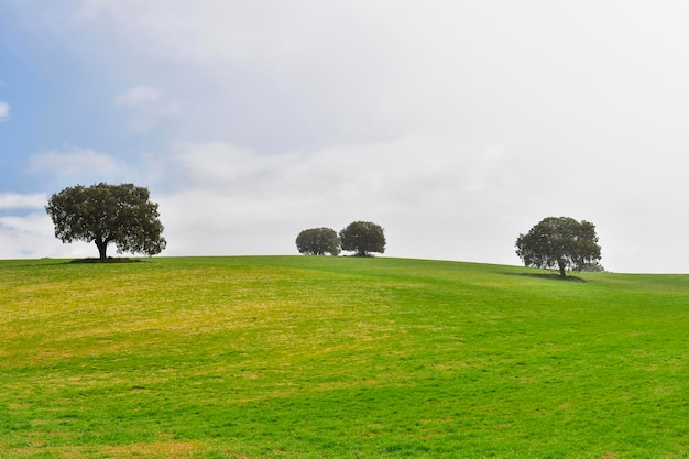 Alberi nel loro ambiente naturale in mezzo alla natura