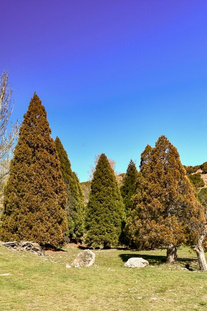 Alberi nel loro ambiente naturale in mezzo alla natura