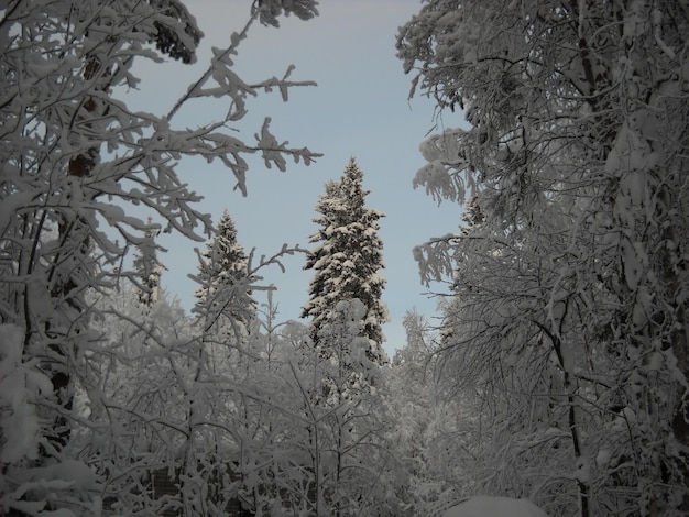 Trees under a thick layer of snow in winter in the evening Beautiful northern sunset Deciduous trees and old fir trees Republic of Karelia Russia Northwest Russia