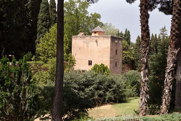 trees and tower of the Alhambra in Granada