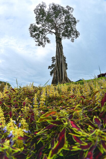 Foto alberi nel giardino fiorito tropicale