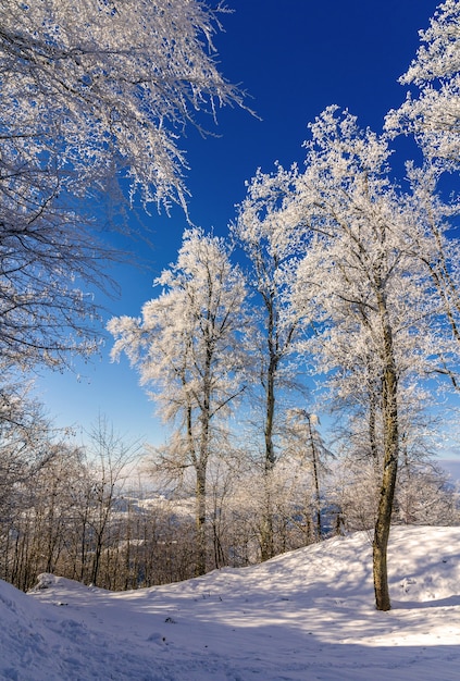 Trees on the Uetliberg mountain in Zurich