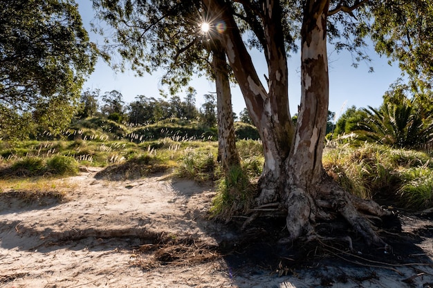 Trees and vegetation on the ravines near the beach in Kiyu San Jose Uruguay