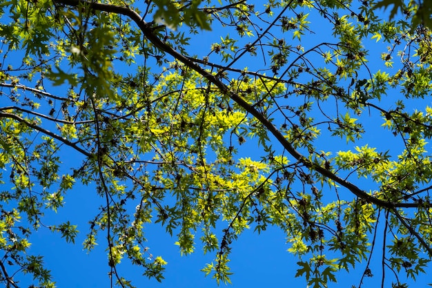 Trees view from below Beautiful trees The park