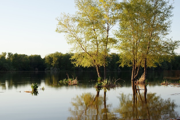 Trees in the water by the river at sunset, high water.