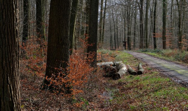 オランダの秋にオランダの森で水と葉の木
