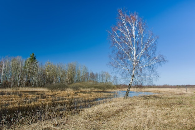 Trees on wet field against blue sky