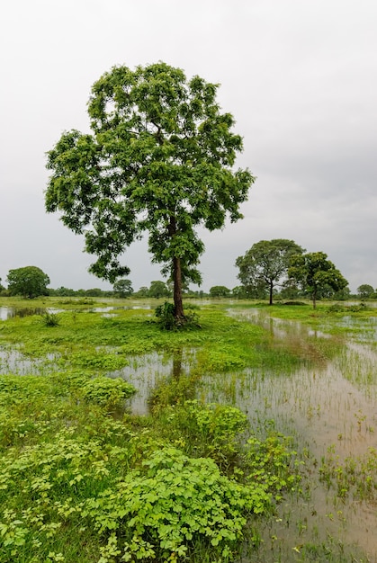 Alberi in una zona umida nella stagione delle piogge nel pantanal del mato grosso pocone mato grosso brasile