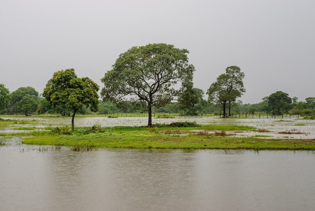 Mato Grosso Pocone Mato Grosso Brazil의 Pantanal에서 장마철 습지의 나무들