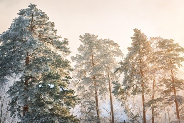 Alberi in bianco gelo nevoso nella regione di mosca in una soleggiata sera d'inverno