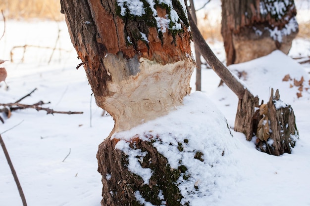 겨울 숲의 나무 유럽 공동의 숲에서 자라는 비버 이빨 자국이 있는 나무 줄기의 근접 촬영...
