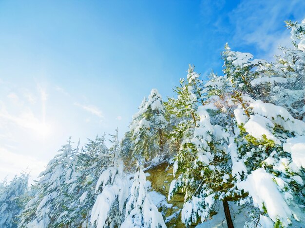 Trees in the winter Image of a snowy landscape