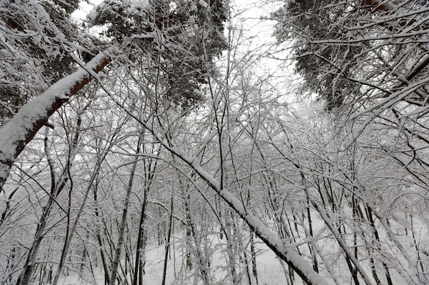 겨울 시즌의 나무