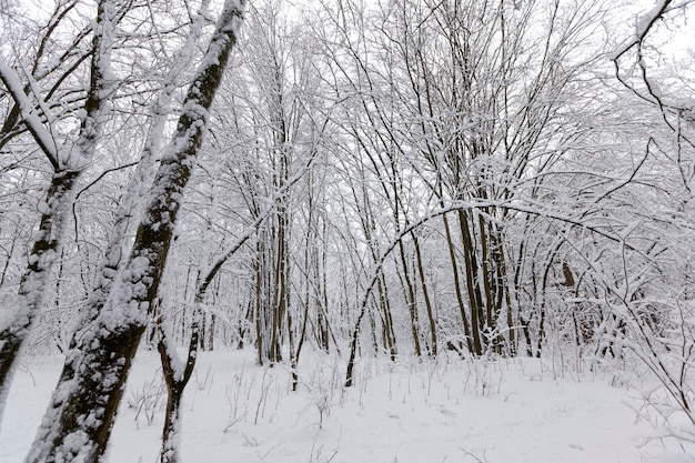  trees in the winter season 