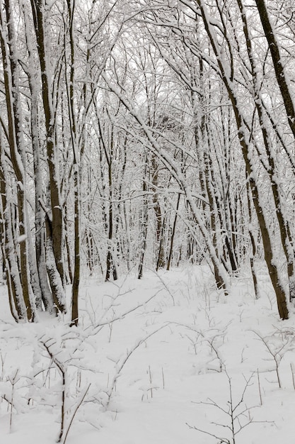   trees in the winter season