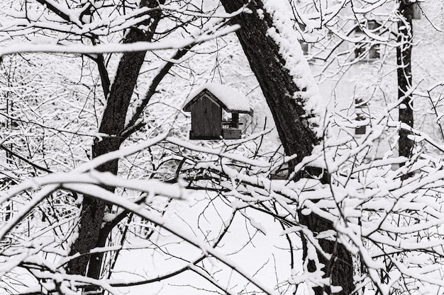 Trees in winter