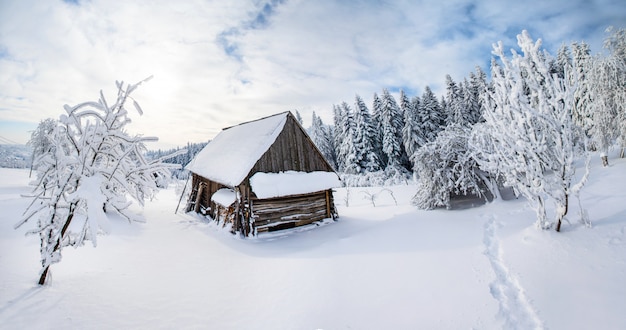 Trees in winter