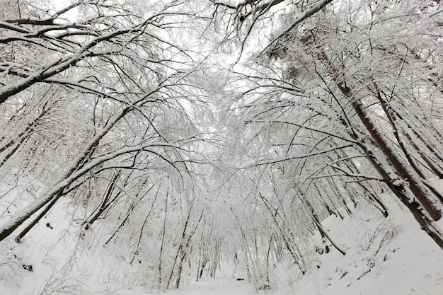  trees in winter 