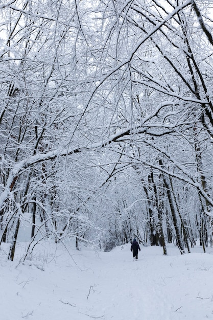   trees in winter