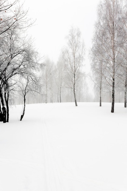 Trees in winter