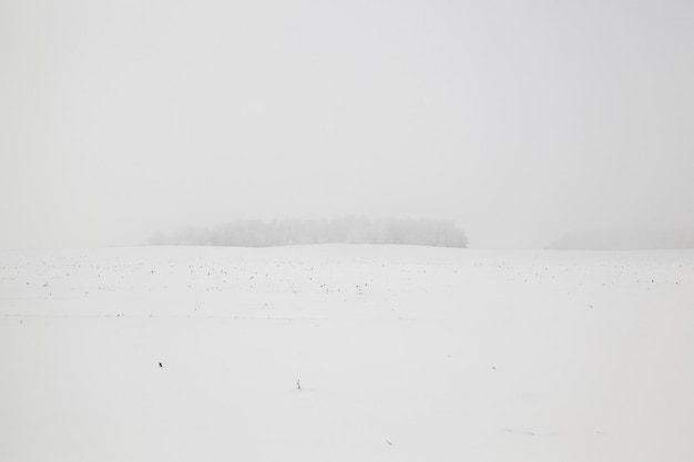 Trees in winter