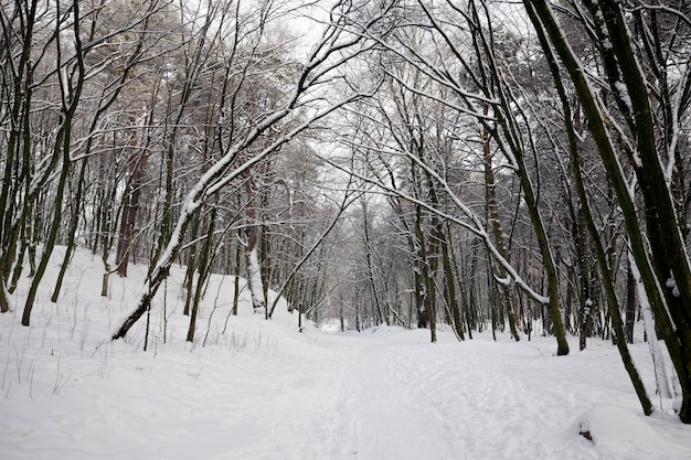 trees in winter