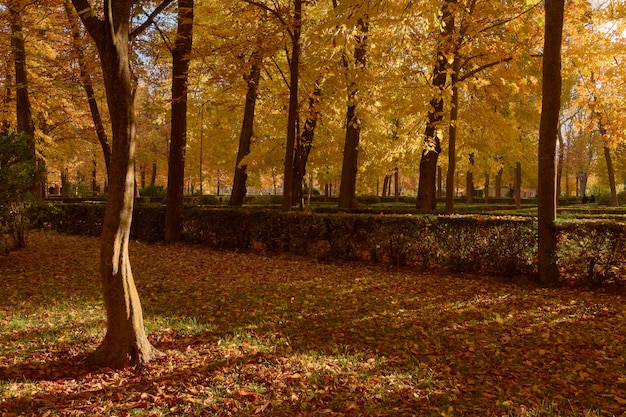 Trees with brown leaves in the garden of the Parterre in autumn