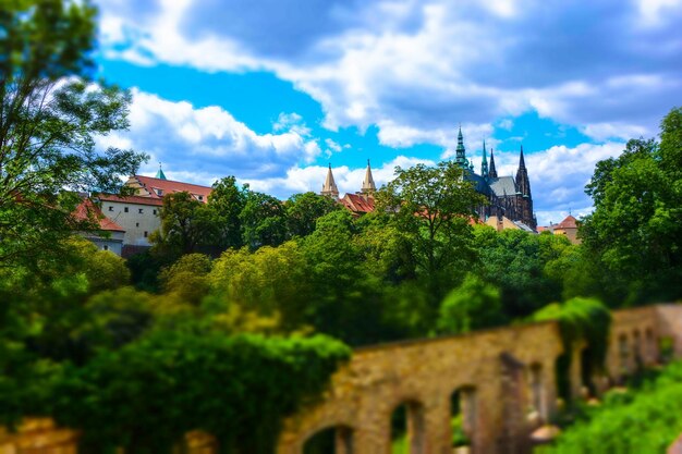 Trees with buildings in background