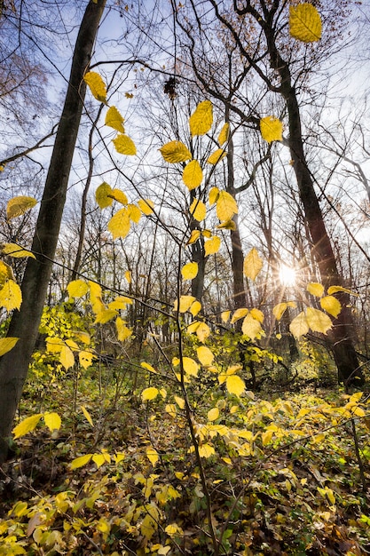 trees with changed color foliage in autumn