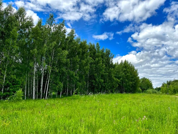 Trees with clouds and blue sky on the green field on a sunny day