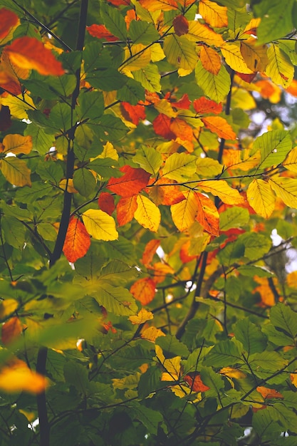 trees with colorful leaves in the nature in atumn season