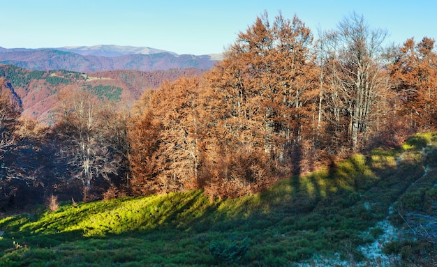 Trees with dry foliage on slope in autumn Carpathian. Hazy morning view.