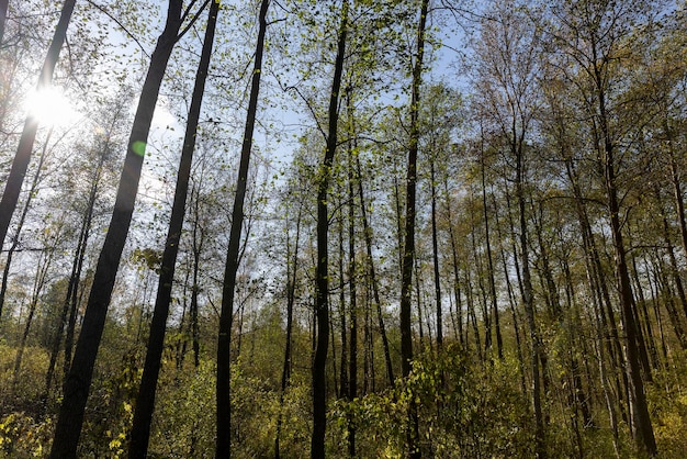 青い空を背景に秋に葉が落ちる木々