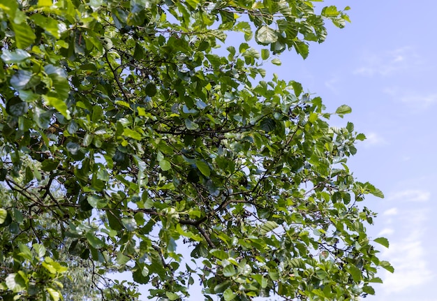 Alberi con fogliame verde in una foresta mista