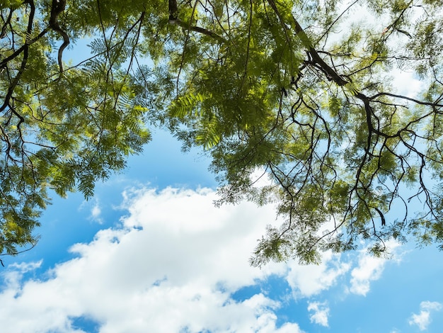 Trees with green leaves and blue sky