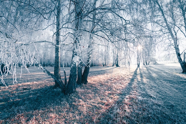 Trees with hoarfrost in winter forest at sunrise